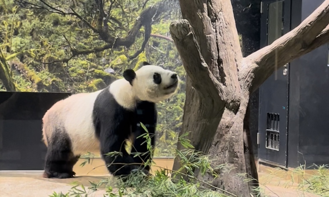 東京車小旅 上野動物園で動物に癒される Tin Life Blog